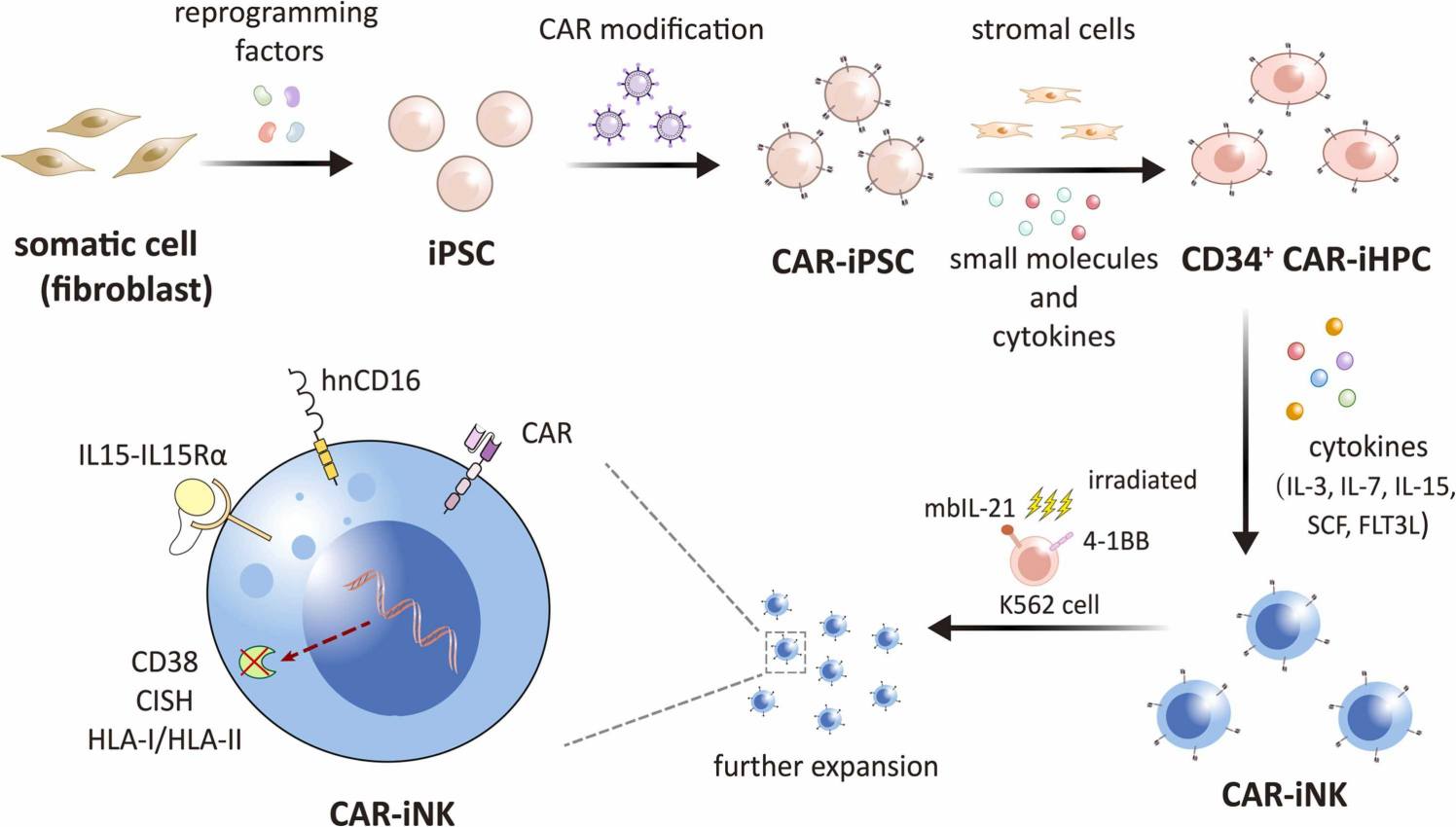 Fig.1 Prepare iPSC-derived natural killer cells expressing CARs. (OA Literature)