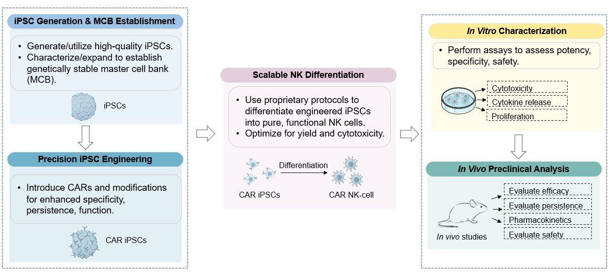The workflow of iPSC-derived CAR-NK therapy development solution. (Creative Biolabs Original)