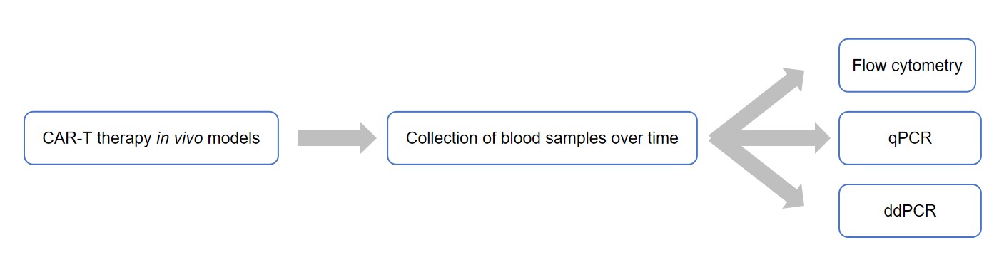 Fig.1 T Cell Persistence Tests. (Creative Biolabs Original)