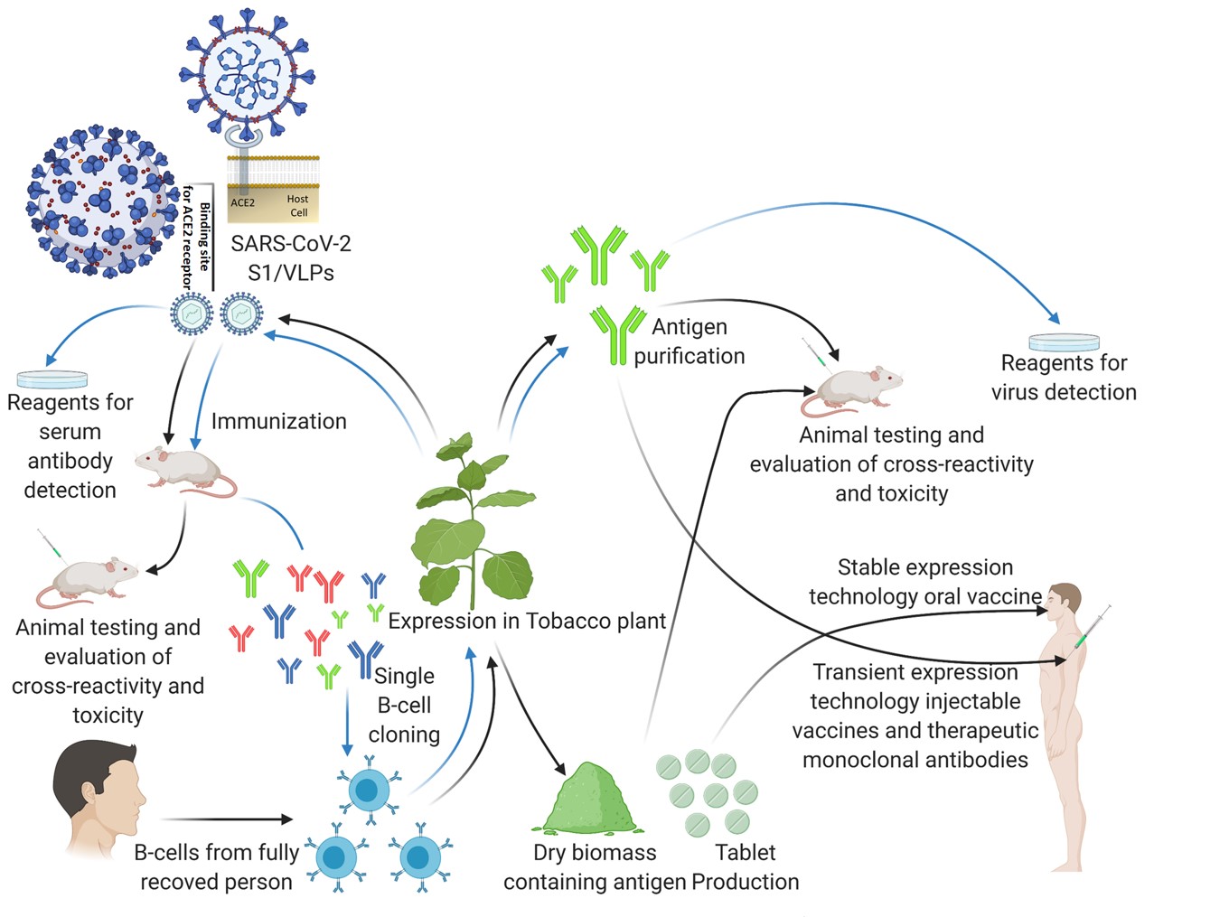 Fig.1 The application of plant-based expression systems against SARS-CoV-2 virus pandemic. (OA Literature)
