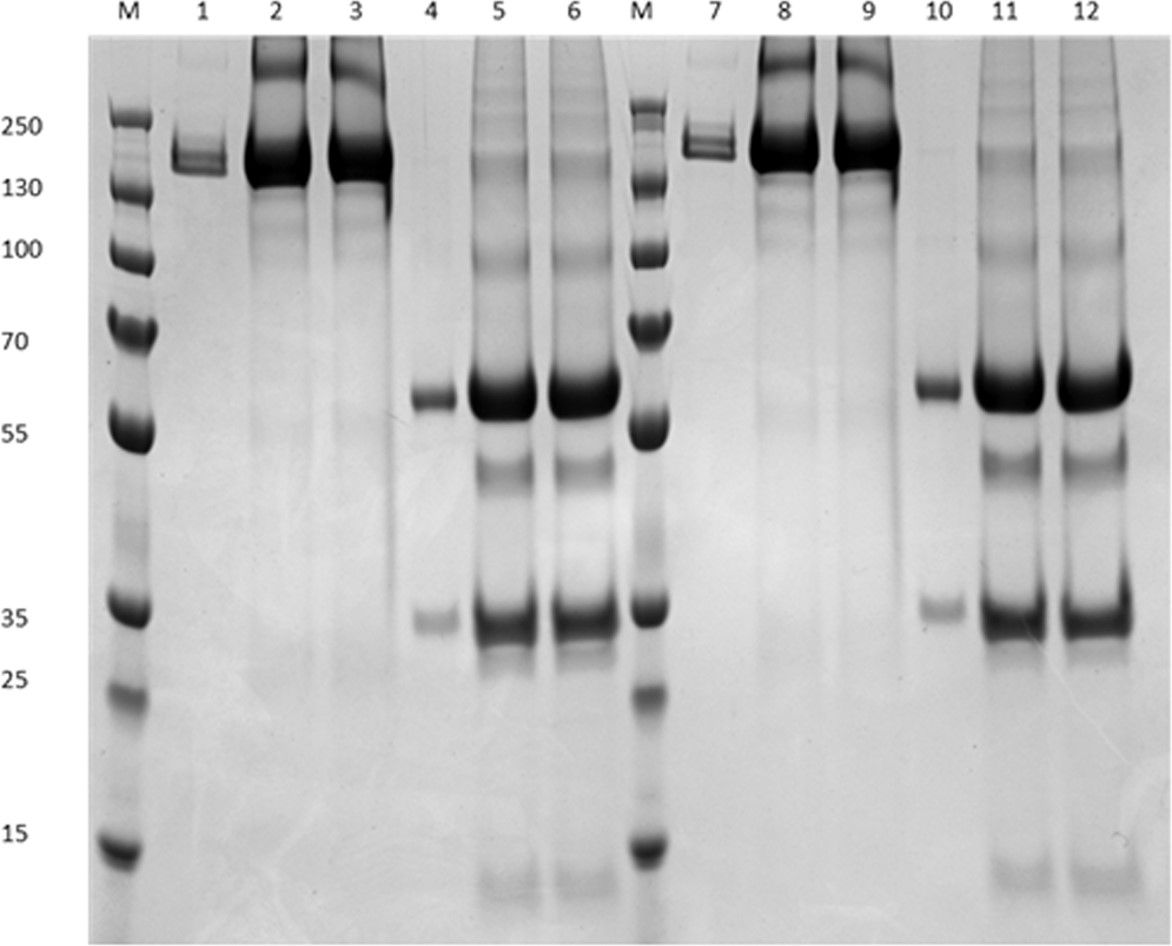 Fig.2 SDS-PAGE analysis of the non-reduced and reduced states of HEK293 and N. benthamiana (ΔXTFT)-produced the targeted bNAb. (OA Literature)