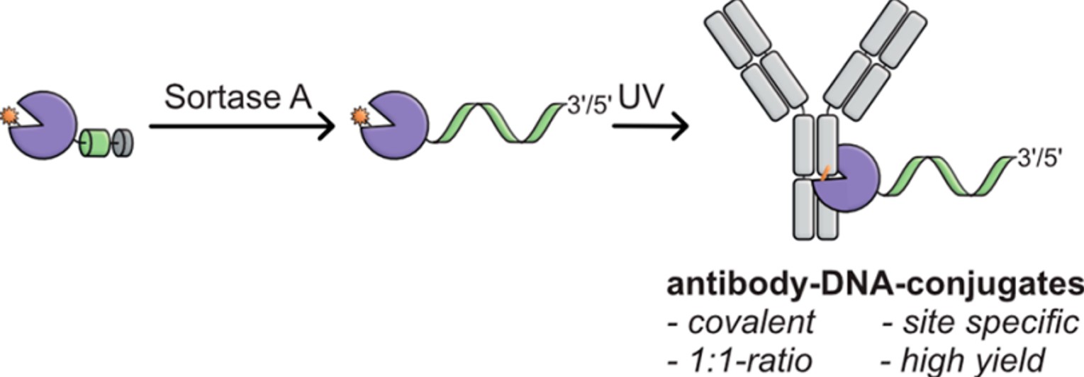 Fig.1 Antibody-DNA conjugation mediated by light. (OA Literature)