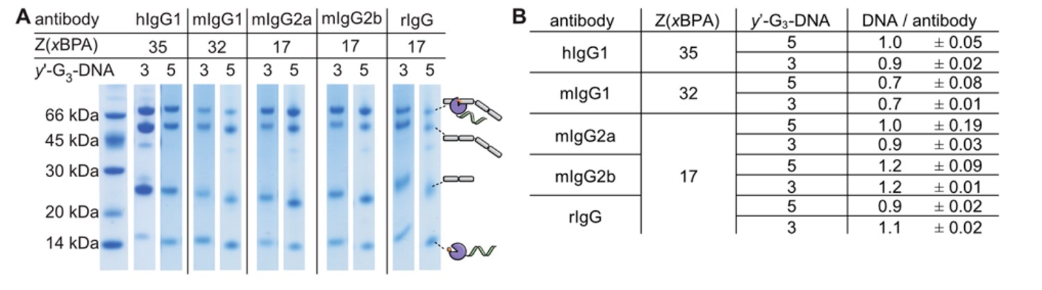 Fig.2 Analysis of photoaffinity labeling of representative antibodies from the various subtypes using the modified C terminus of Z domain from protein A. (OA Literature)