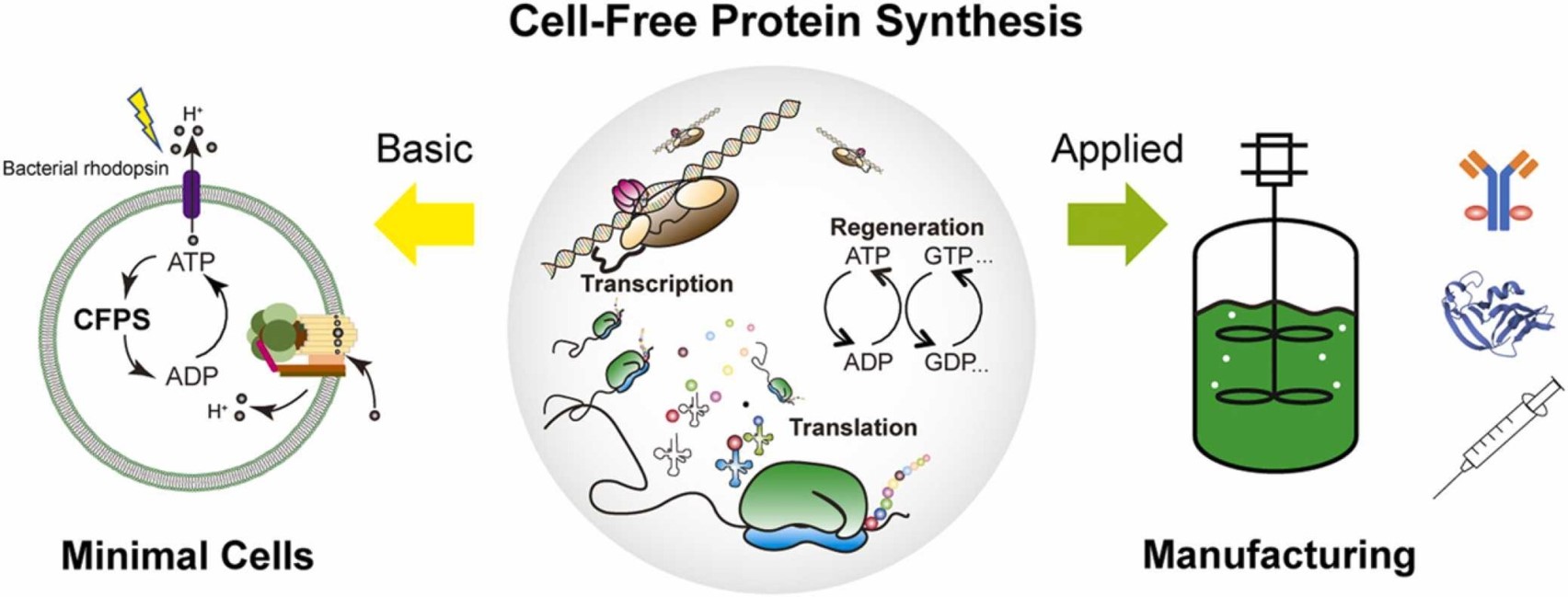 Fig.1 Cell-free protein synthesis overview. (OA Literature)