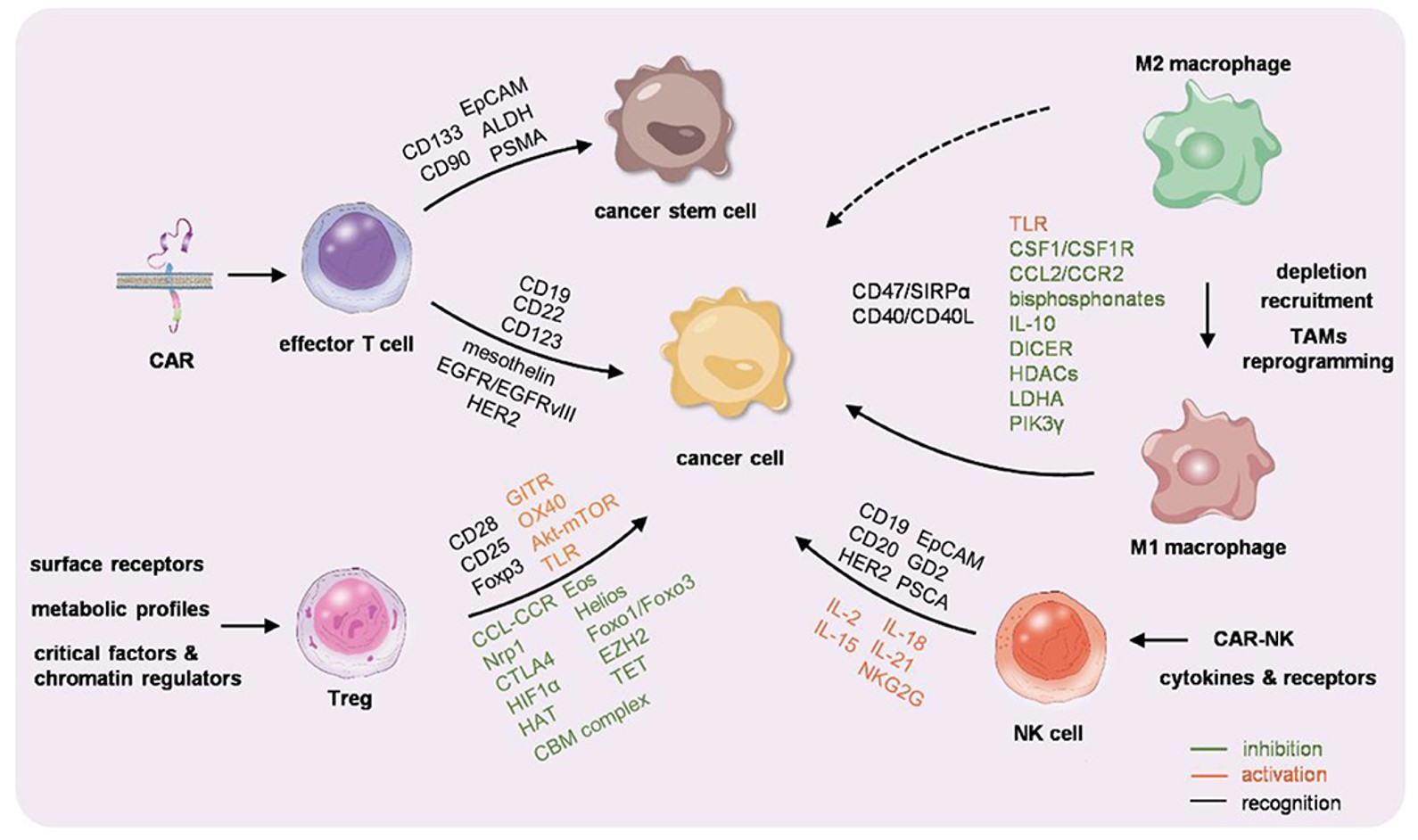 Fig.1 Immunocyte-mediated cancer therapy. (OA Literature)
