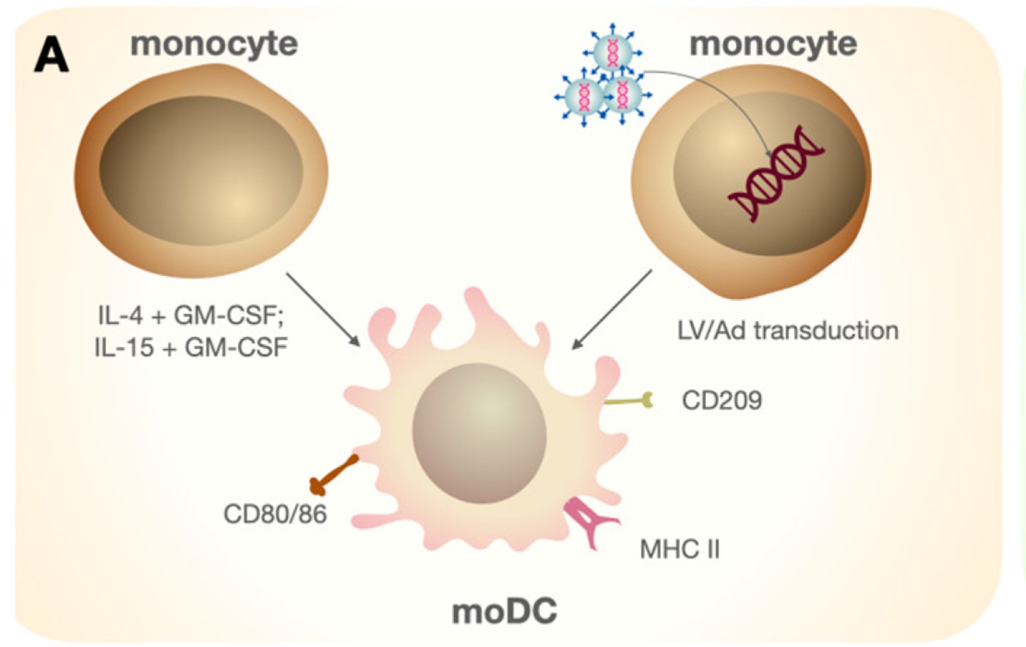 Fig.1 The differentiation of Mo-DCs. (OA Literature)