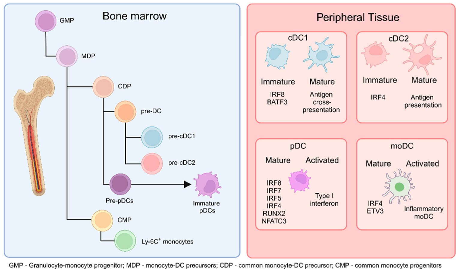 Fig.1 DCs originate from common monocyte-DC precursors (MDP) in the bone marrow (BM), which arise from granulocyte-monocyte progenitors (GMP). (OA Literature)
