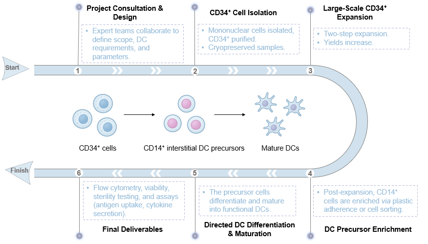 The workflow of cord blood CD34+ hematopoietic stem/progenitor cell-derived DC production service. (Creative Biolabs Original)