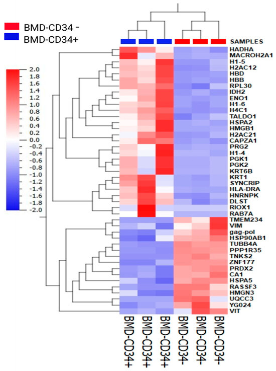 Fig.1 Hierarchical clustering analysis of proteins in CD34− and CD34+ cells/subsets. (Creative Biolabs Original)