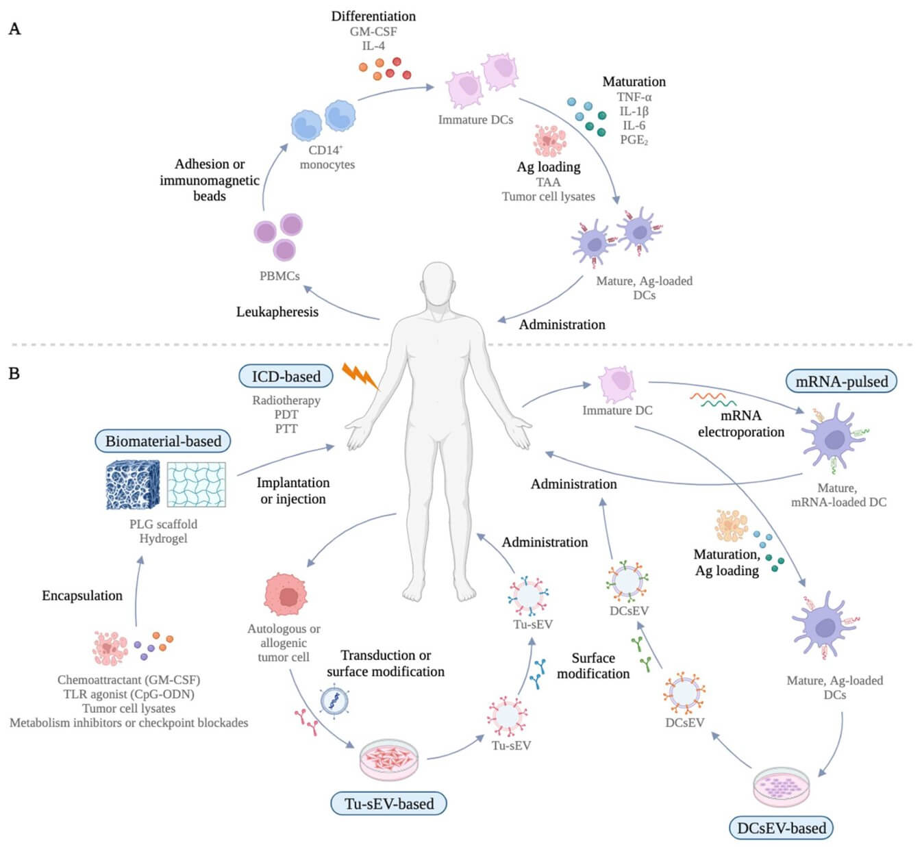 Fig.1 Schematic diagram of conventional ex vivo MoDC-derived DC vaccine and new generations of DC vaccines. (OA Literature)