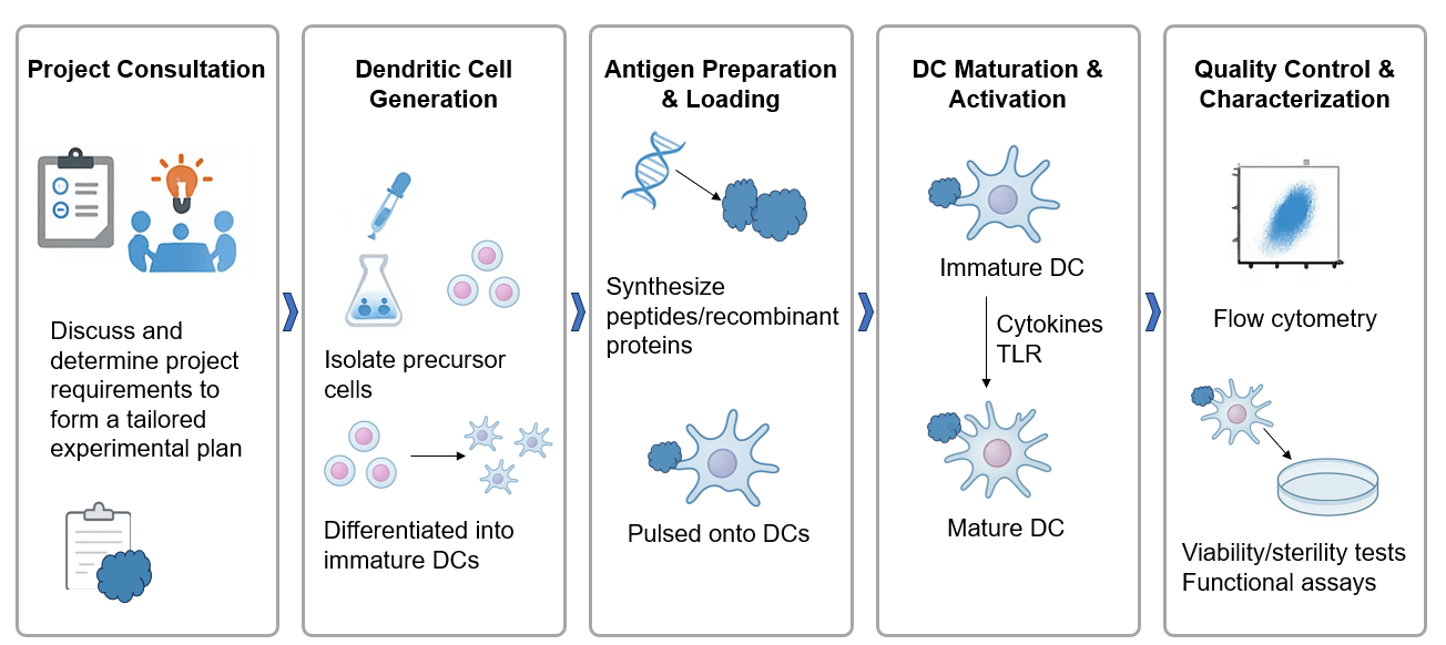 The workflow of antigen-pulsed DC development service. (Creative Biolabs Original)
