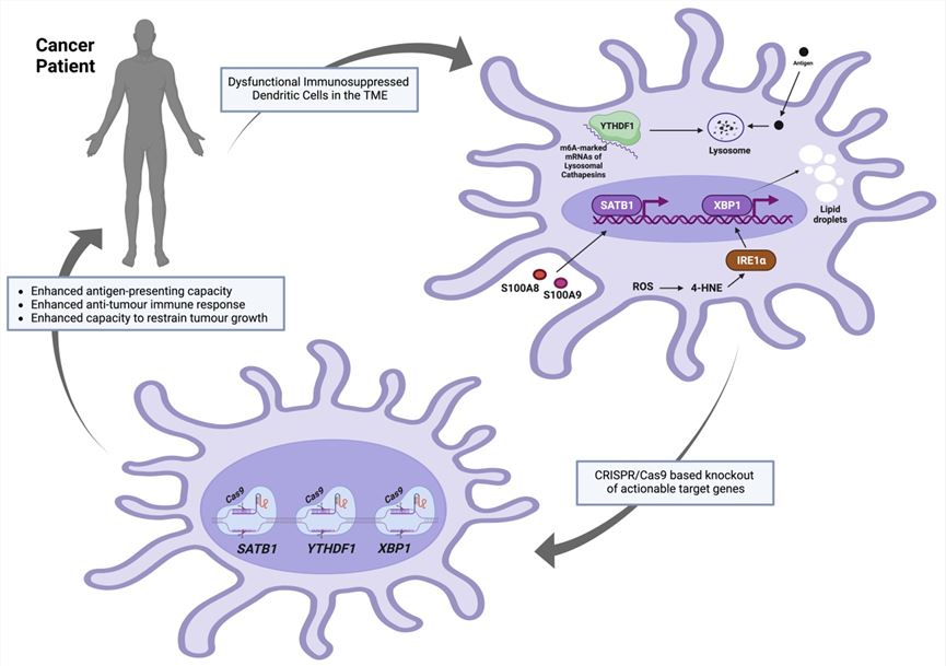 With gene editing methods, the target genes in DCs are knocked out. (OA Literature)