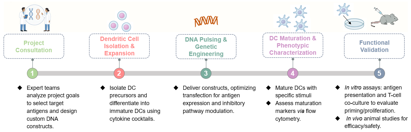 Workflow of genetically engineered DC development service. (Creative Biolabs Original)