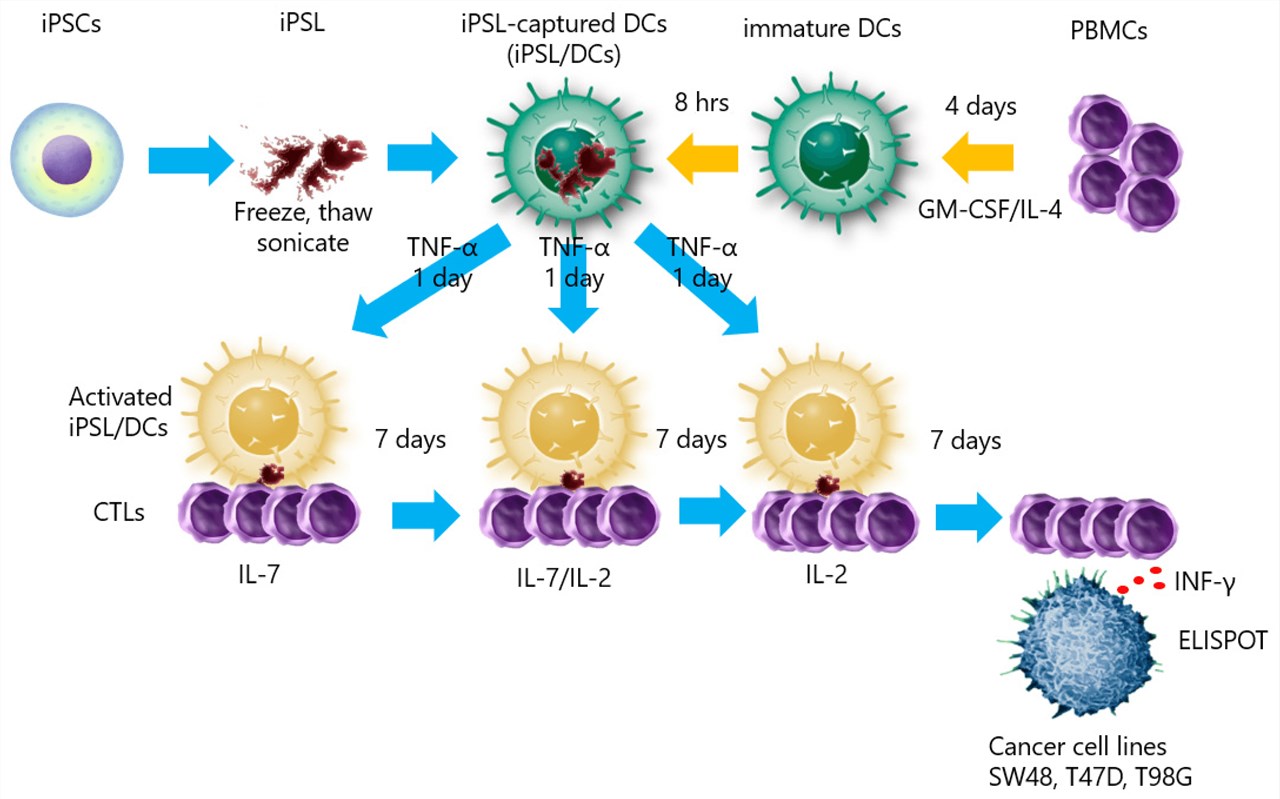 Fig.1 Using induced-pluripotent stem cells lysate-pulsed dendritic cells to generate cancer-responsive cytotoxic T lymphocytes. (OA Literature)