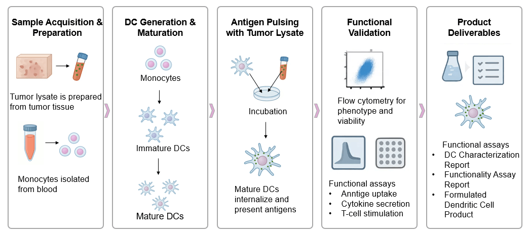 The workflow of the broad-spectrum tumor antigen DC development service. (Creative Biolabs Original)