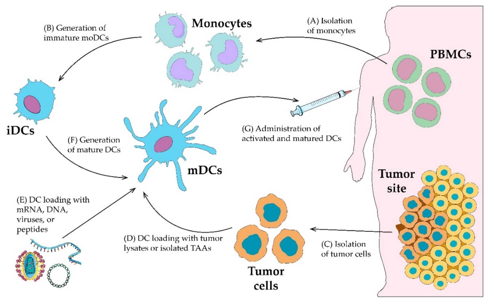 Fig.1 Representation of ex vivo DC vaccine generation. (OA Literature)