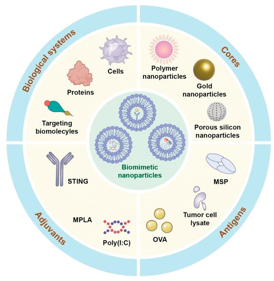 Fig.1 Diagrammatic depiction of the dendritic cell vaccination method using biomimetic nanoparticle platforms. (OA Literature)