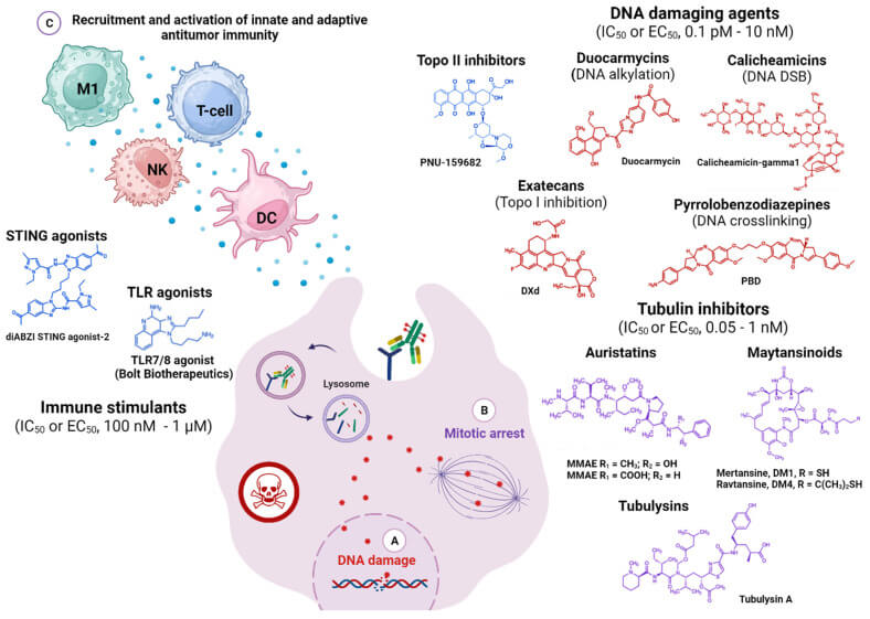 Fig.1 Different types of traditional and advanced payloads in ADC therapy. (OA Literature)