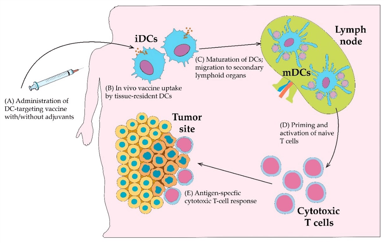 Fig.1 Overview of in vivo strategies for targeting dendritic cells (DCs). (OA Literature)