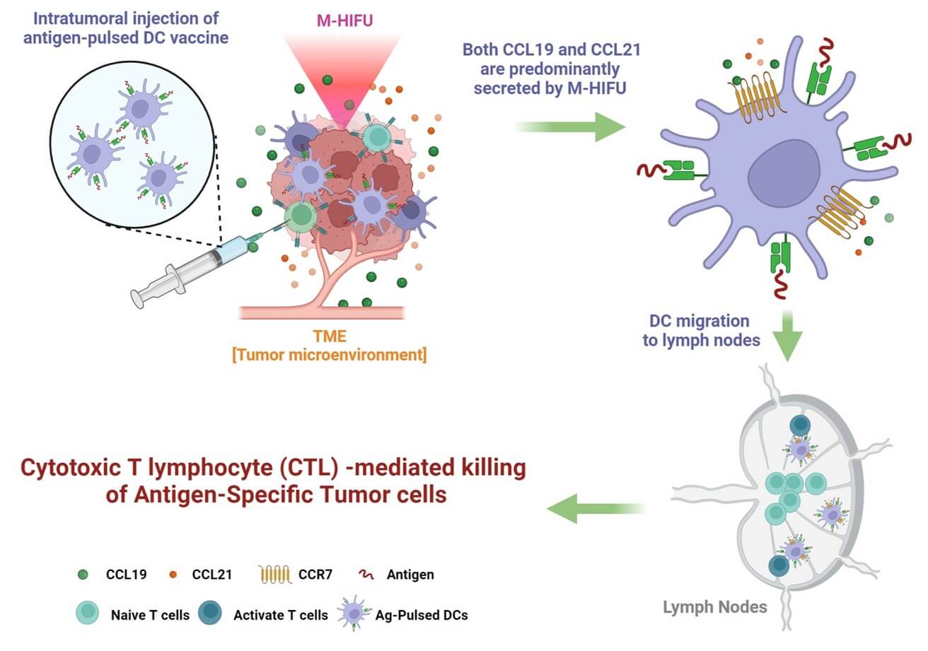 Fig.1 The process of DC vaccine injection and function. (OA Literature)