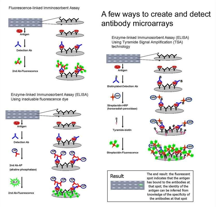 Sample of antibody microarray creations and detections.