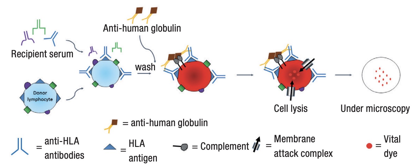 Anti-human globulin complement-dependent cytotoxicity crossmatch.