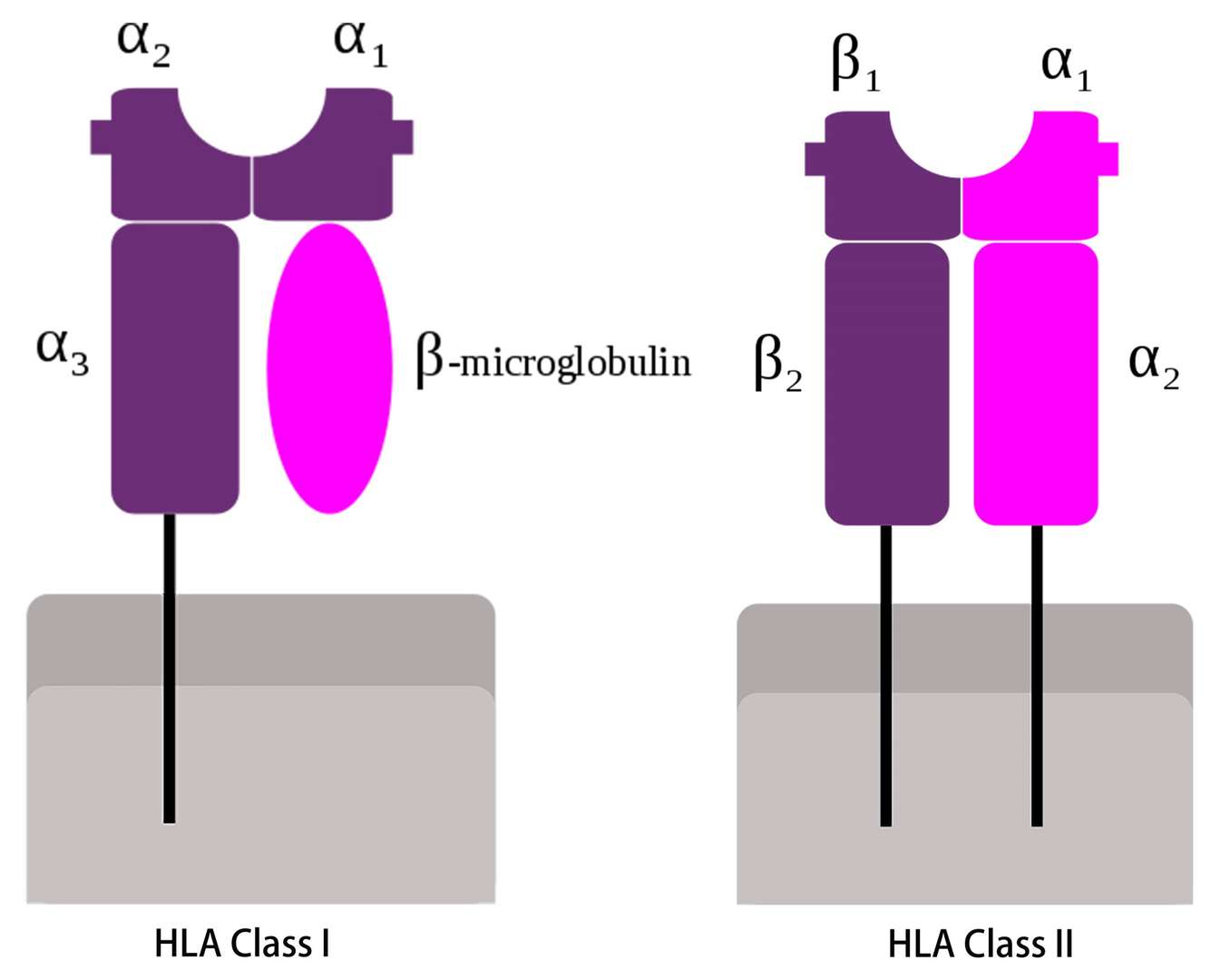 Schematic representation of HLA class I and HLA class II.