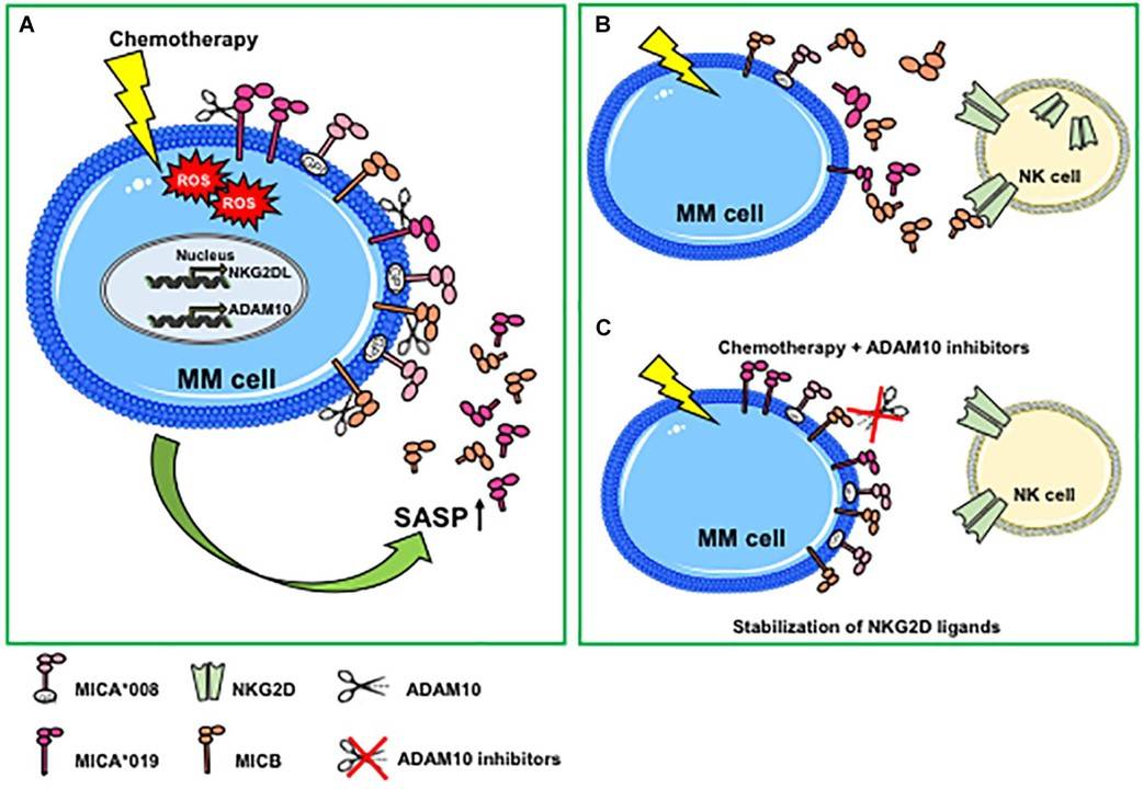 Fig.1 ADAM10-mediated MIC shedding in multiple myeloma. (Zingoni, et al., 2020)