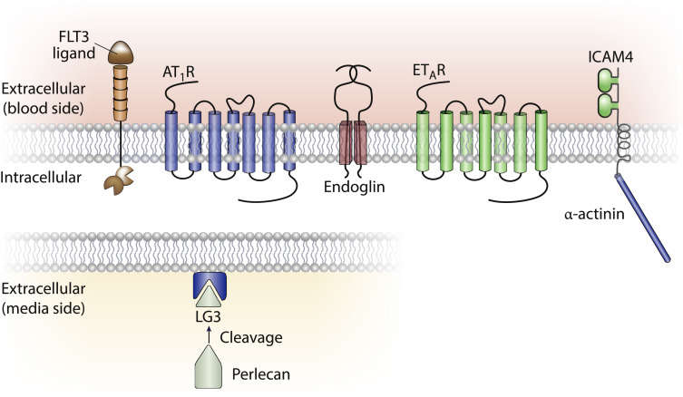 Non-HLA antibodies directed against endothelial targets.