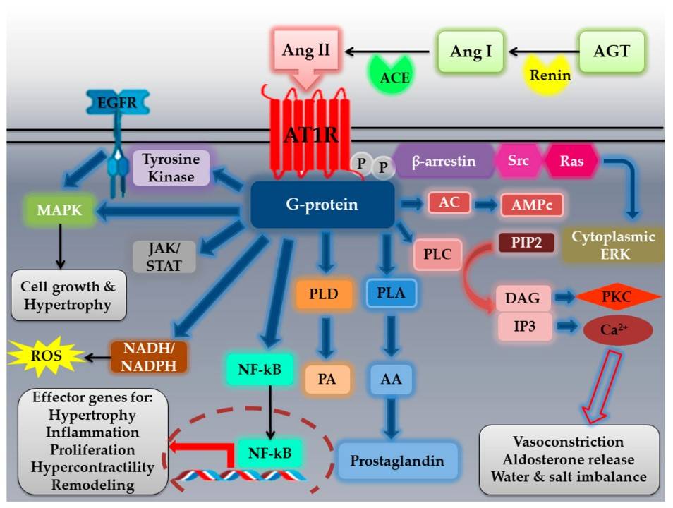 Fig.1 AT1R signaling pathways. (El-Arif, et al., 2022)