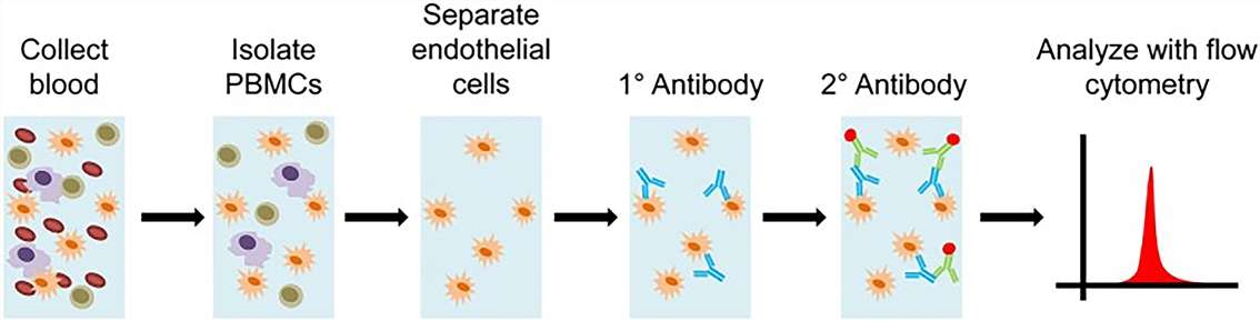 Diagram of ECXM assay. 