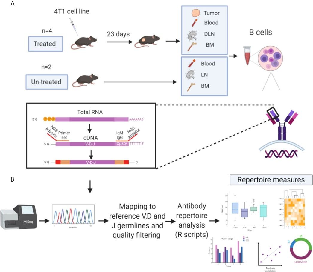 Fig.1 Antibody repertoire analysis platform of TIL-Bs. (Aizik, et al., 2021)