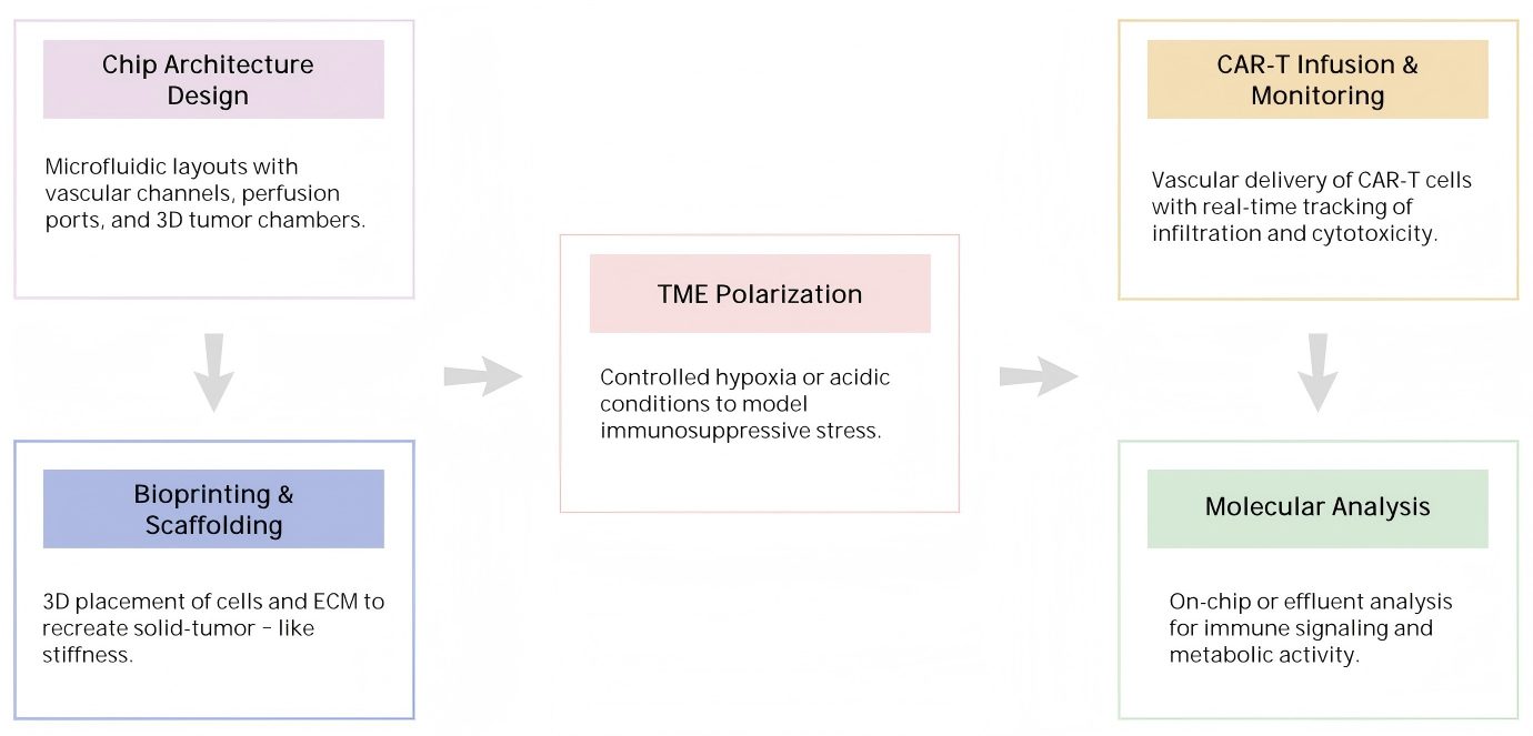 Workflow of TME Chip Customization. (Creative Biolabs Original)