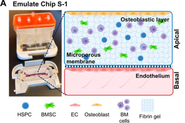 Fig.1 Schematic of a bone marrow microenvironment-on-a-chip. (OA Literature)
