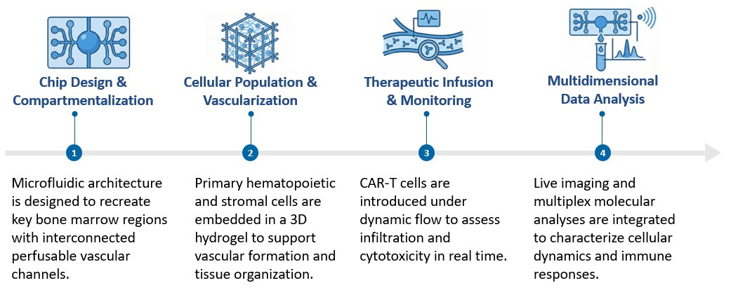 Workflow of BM-on-Chip Model Customization. (Creative Biolabs Original)