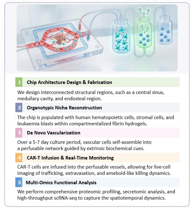 Workflow of Vascularized Organ-on-Chip Customization. (Creative Biolabs Original)