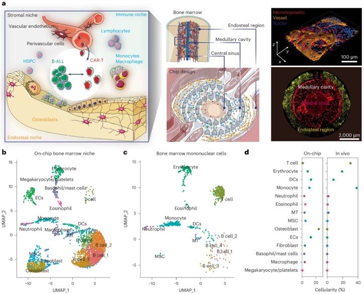 Fig.1 A bioengineered chip that is organotypic and immunocompetent for modelling the leukaemia bone marrow niche. (OA Literature).