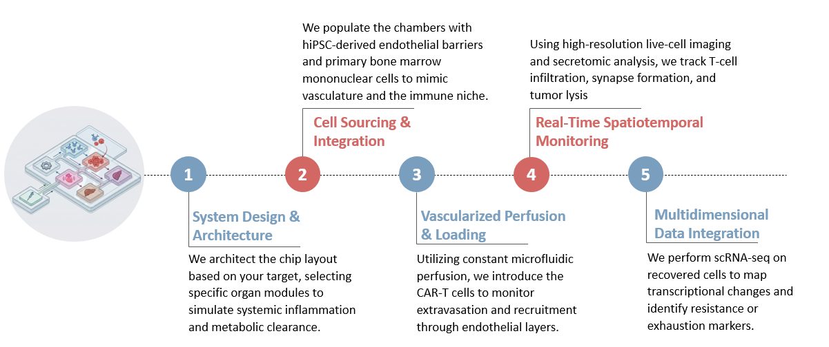Workflow of Preclinical Trial-on-Chip Multi-Organ Linkage System Customization. (Creative Biolabs Original)