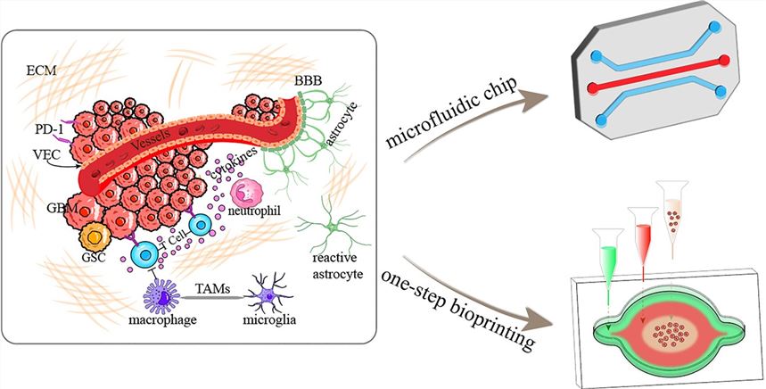 This schematic presents the GBM TME alongside the design of a GBM-on-a-chip model. (OA Literature)