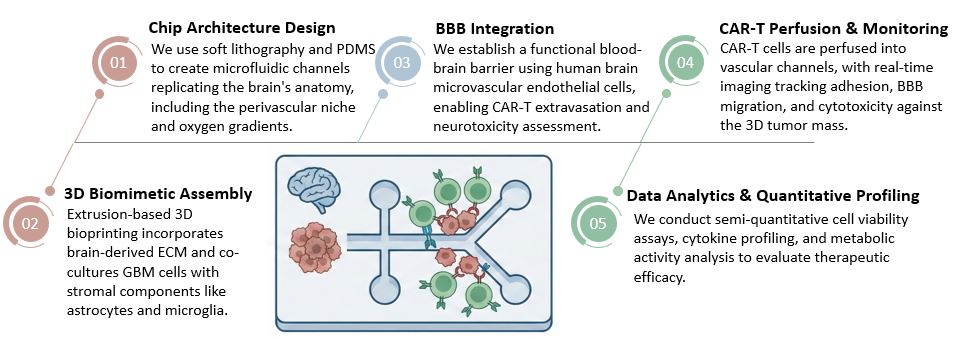 Workflow of Preclinical Trial-on-Chip GBM Special Customization. (Creative Biolabs Original)