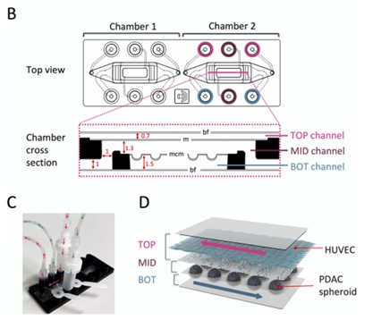 Biochip engineering. (OA Literature)