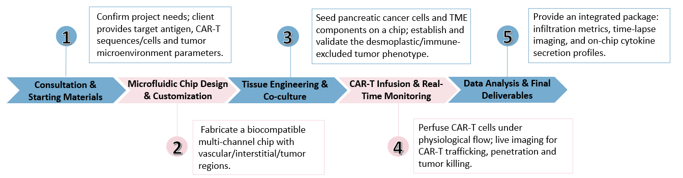 Workflow of Preclinical Trial-on-Chip Pancreatic 'Cold Tumor' Model Customization. (Creative Biolabs Original)