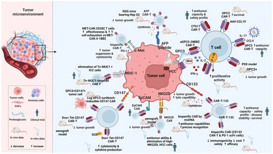 HCC targets for CAR T cell therapy. (OA Literature)