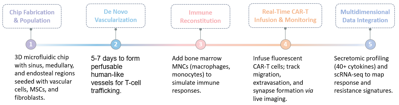 Workflow of Preclinical Trial-on-Chip Hepatocellular Carcinoma & Metastasis Solution. (Creative Biolabs Original)