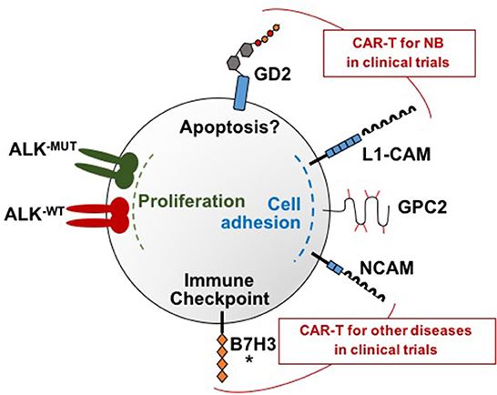 Targets in neuroblastoma for CAR T-cell immunotherapy. (OA Literature)