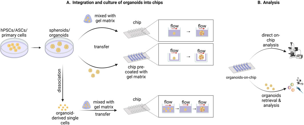 Fig.1 Schematic of a microfluidic platform strategy for organoid integration, culture, and analysis. (OA Literature)
