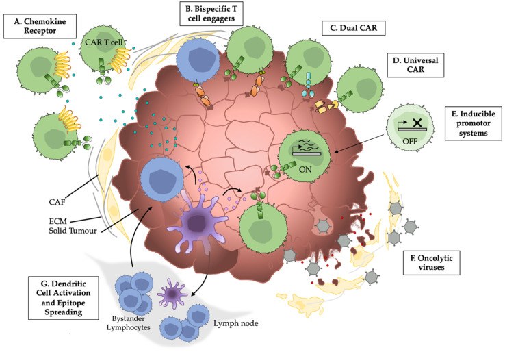 Fig.1 Overcoming stromal resistance: approaches to enhance CAR T/NK cell penetration and activity in solid cancers. (OA Literature)