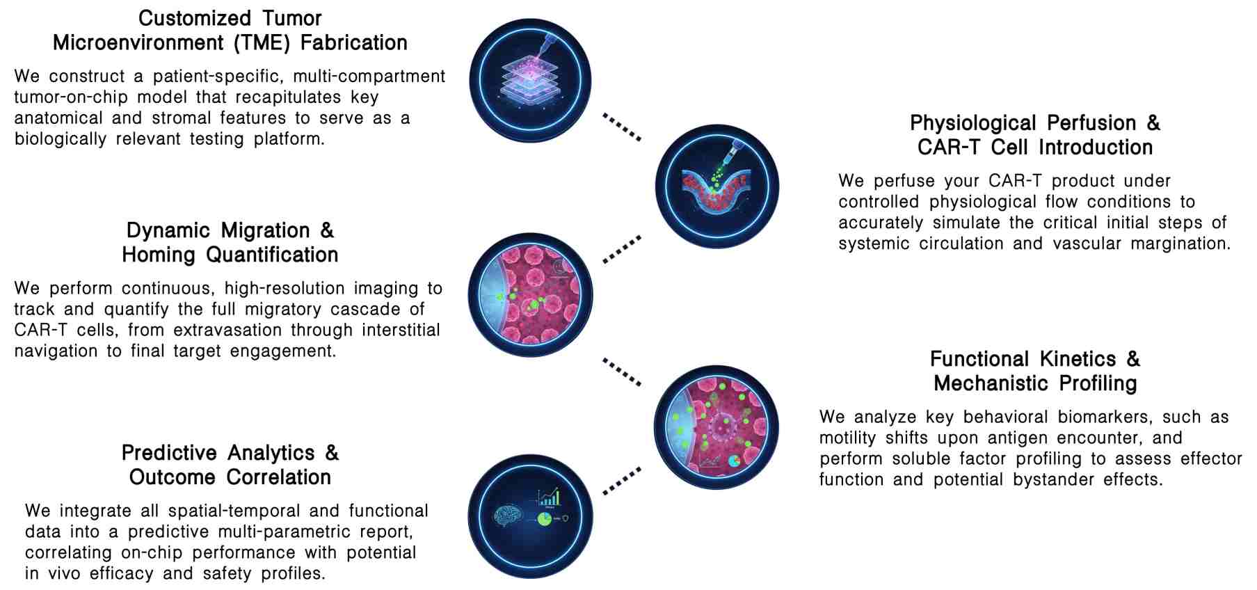 Workflow of preclinical trial-on-chip driven CAR-T infiltration & trafficking analysis at Creative Biolabs. (Creative Biolabs Original)