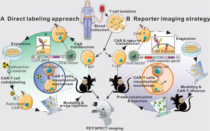 Fig.1 Imaging strategies for cellular therapeutics: direct labeling vs. reporter gene engineering. (OA Literature)