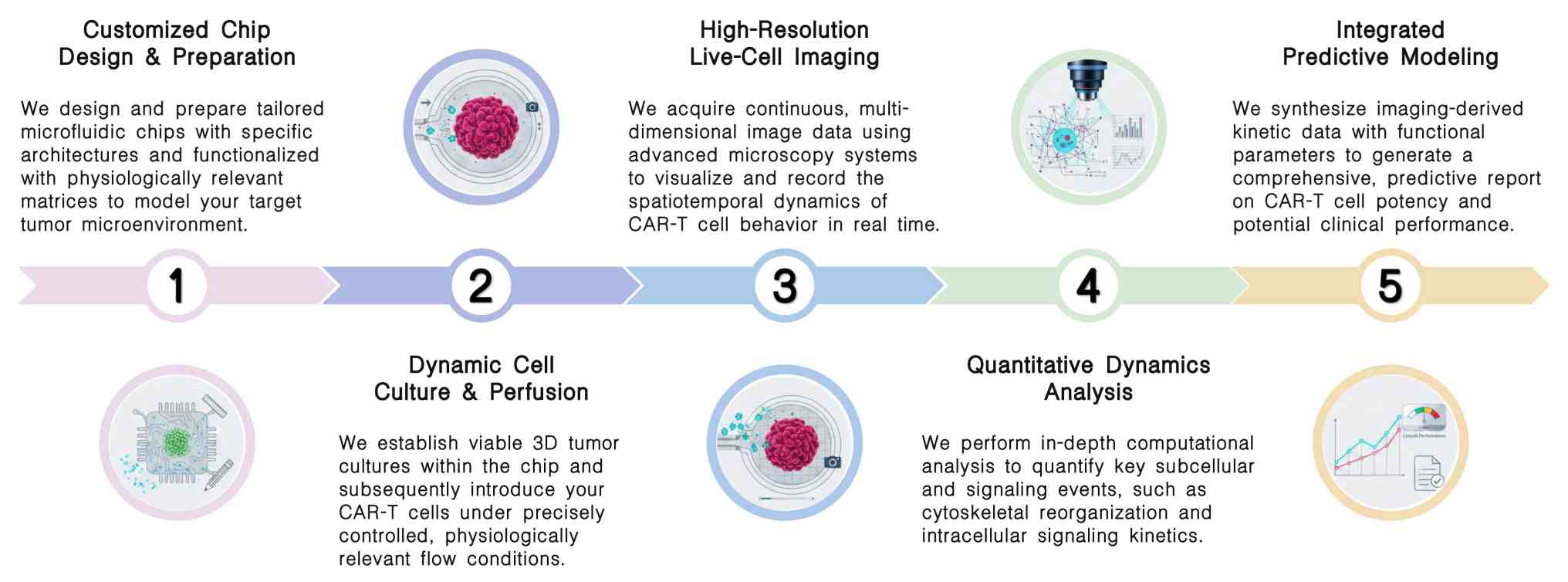 Workflow of preclinical trial-on-chip real-time imaging service for CAR-T at Creative Biolabs. (Creative Biolabs Original)